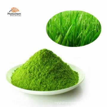 Organic wheat grass powder wheatgrass juice powder wheatgrass extract